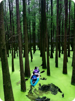 临安青山湖水上森林风景图