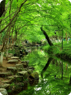 杭州西湖+九溪/龙井风景图